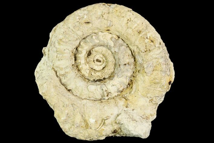 Fossil Ammonite (Hildoceras)- England #110808